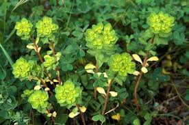 Attēlu rezultāti vaicājumam “Euphorbia helioscopia”