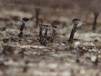 Attēlu rezultāti vaicājumam “Calicium salicinum”