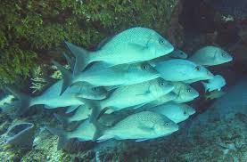 Image result for Haemulon album