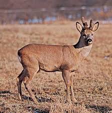 Attēlu rezultāti vaicājumam “Capreolus capreolus”