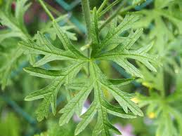 Attēlu rezultāti vaicājumam “Malva moschata alba fruit”