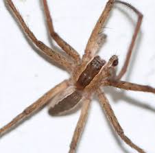 Attēlu rezultāti vaicājumam “Pisauridae”