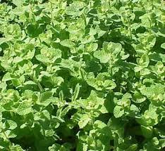 Image result for Menta x piperita