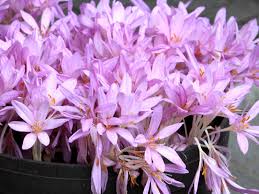 Attēlu rezultāti vaicājumam “Colchicum autumnale”