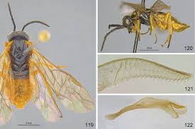 Attēlu rezultāti vaicājumam “Tenthredo mandibularis larva”