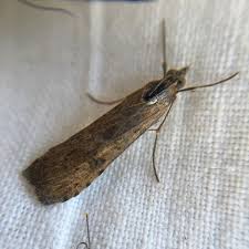 Attēlu rezultāti vaicājumam “Nomophila noctuella”