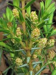 Attēlu rezultāti vaicājumam “Juniperus communis male flower”