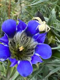 Attēlu rezultāti vaicājumam “Gentiana pneumonanthe flower”