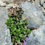 Attēlu rezultāti vaicājumam “Acinos arvensis leaf”