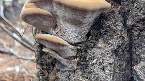 Attēlu rezultāti vaicājumam “Onnia triquetra”