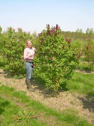Attēlu rezultāti vaicājumam “Syringa vulgaris fruit”