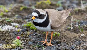 Attēlu rezultāti vaicājumam “Charadrius hiaticula”
