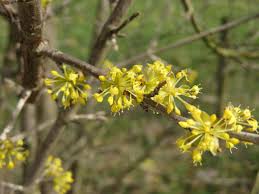 Attēlu rezultāti vaicājumam “Cornus mas”