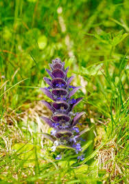 Attēlu rezultāti vaicājumam “Ajuga pyramidalis leaf”