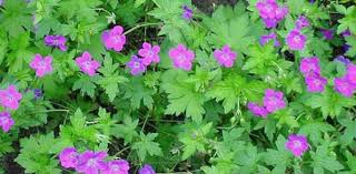 Attēlu rezultāti vaicājumam “Geranium palustre”