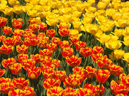 Attēlu rezultāti vaicājumam “Tulipa gesneriana”