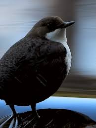 Attēlu rezultāti vaicājumam “Cinclus cinclus”