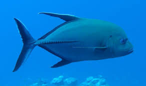 Image result for Caranx lugubris