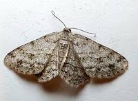 Attēlu rezultāti vaicājumam “Ectropis crepuscularia”