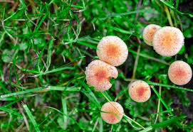 Attēlu rezultāti vaicājumam “Entoloma vernum”