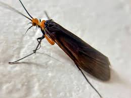 Attēlu rezultāti vaicājumam “Didea alneti”