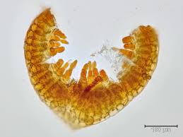 Attēlu rezultāti vaicājumam “Seligeria donniana”