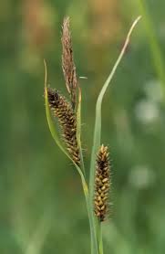 Attēlu rezultāti vaicājumam “Carex acutiformis”