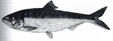 Image result for Alosa fallax