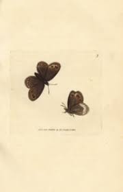 Attēlu rezultāti vaicājumam “Erebia ligea upperside”