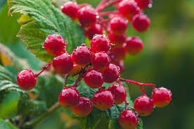 Attēlu rezultāti vaicājumam “Viburnum opulus fruit”