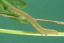 Attēlu rezultāti vaicājumam “Euclidia glyphica”