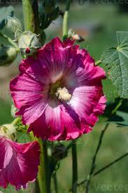 Image result for Alcea (althaea) rosea