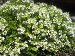 Attēlu rezultāti vaicājumam “Thymus serpyllum leaf”