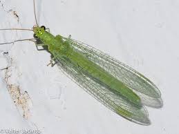 Attēlu rezultāti vaicājumam “Chrysopa”