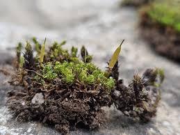 Attēlu rezultāti vaicājumam “Encalypta”