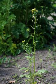 Attēlu rezultāti vaicājumam “Sinapis alba leaf”