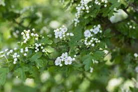 Attēlu rezultāti vaicājumam “Crataegus laevigata bud”