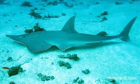 Image result for Rhynchobatus australiae