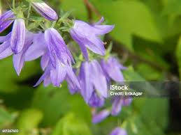 Attēlu rezultāti vaicājumam “Campanula rapunculoides bud”
