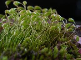 Attēlu rezultāti vaicājumam “Funariales”