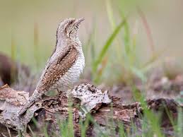 Attēlu rezultāti vaicājumam “Jynx torquilla adult”