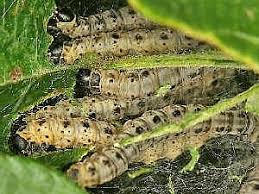 Attēlu rezultāti vaicājumam “Yponomeuta malinellus / cagnagella larva”
