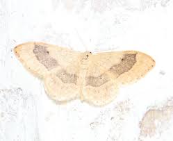 Attēlu rezultāti vaicājumam “Idaea aversata”