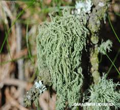 Attēlu rezultāti vaicājumam “Usnea hirta”