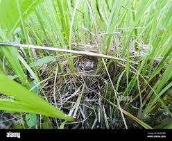 Attēlu rezultāti vaicājumam “Emberiza schoeniclus eggs”