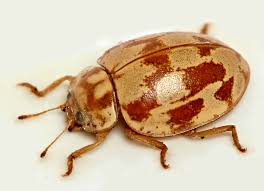 Attēlu rezultāti vaicājumam “Myrrha octodecimguttata”