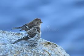 Attēlu rezultāti vaicājumam “Carduelis flammea”