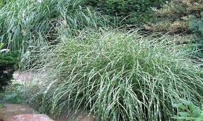 Image result for Miscanthus sinensis Zebrina