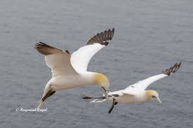 Image result for Morus bassanus