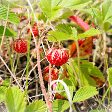 Attēlu rezultāti vaicājumam “Fragaria viridis fruit”